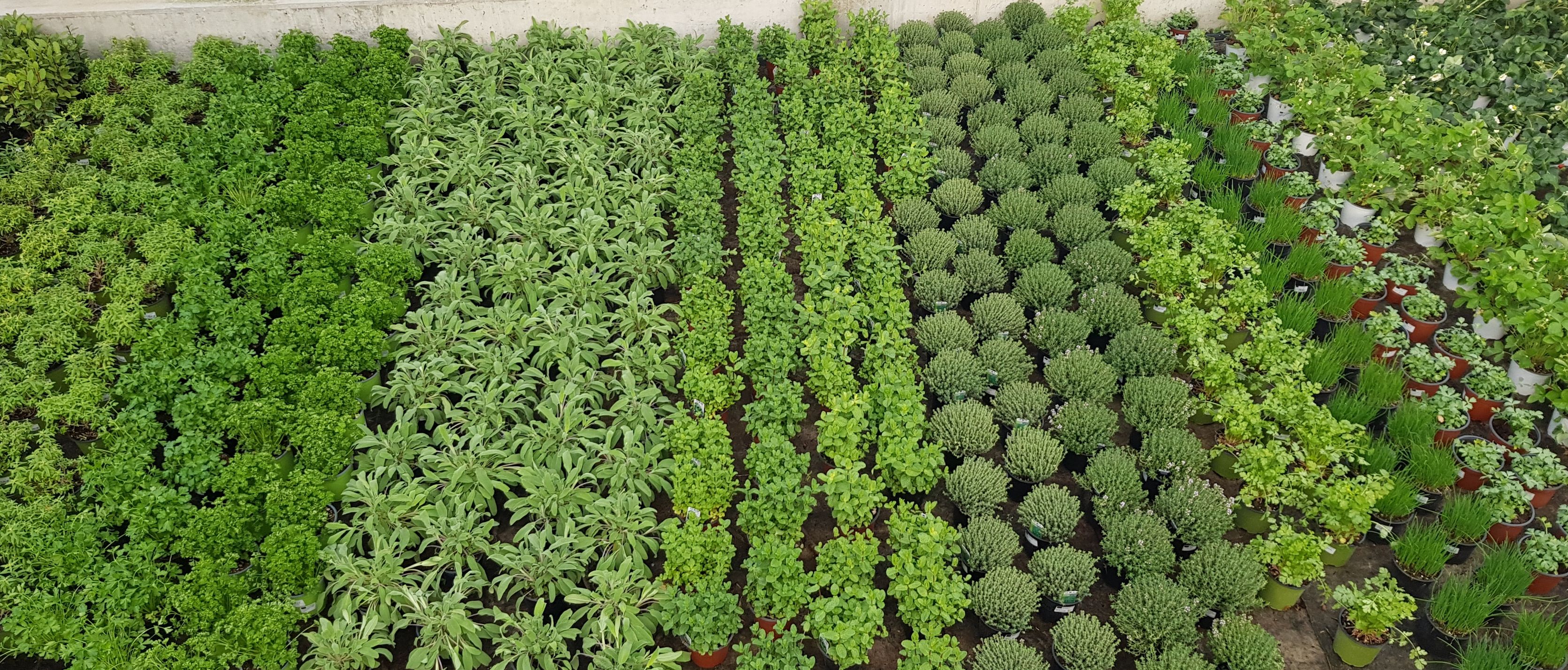 Bilder Jardinerie Fleuristerie Hämmerli SNC