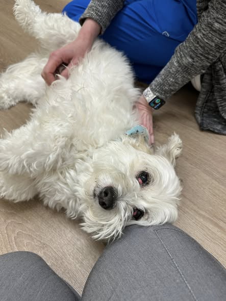 CityVet | Providence dog patient!