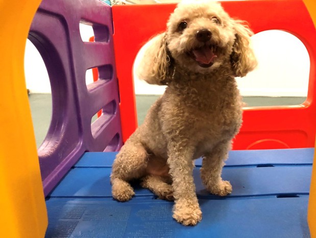 Images Best Friends Pet Hotel