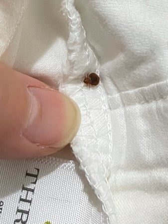 Images Affordable Bed Bug Exterminators