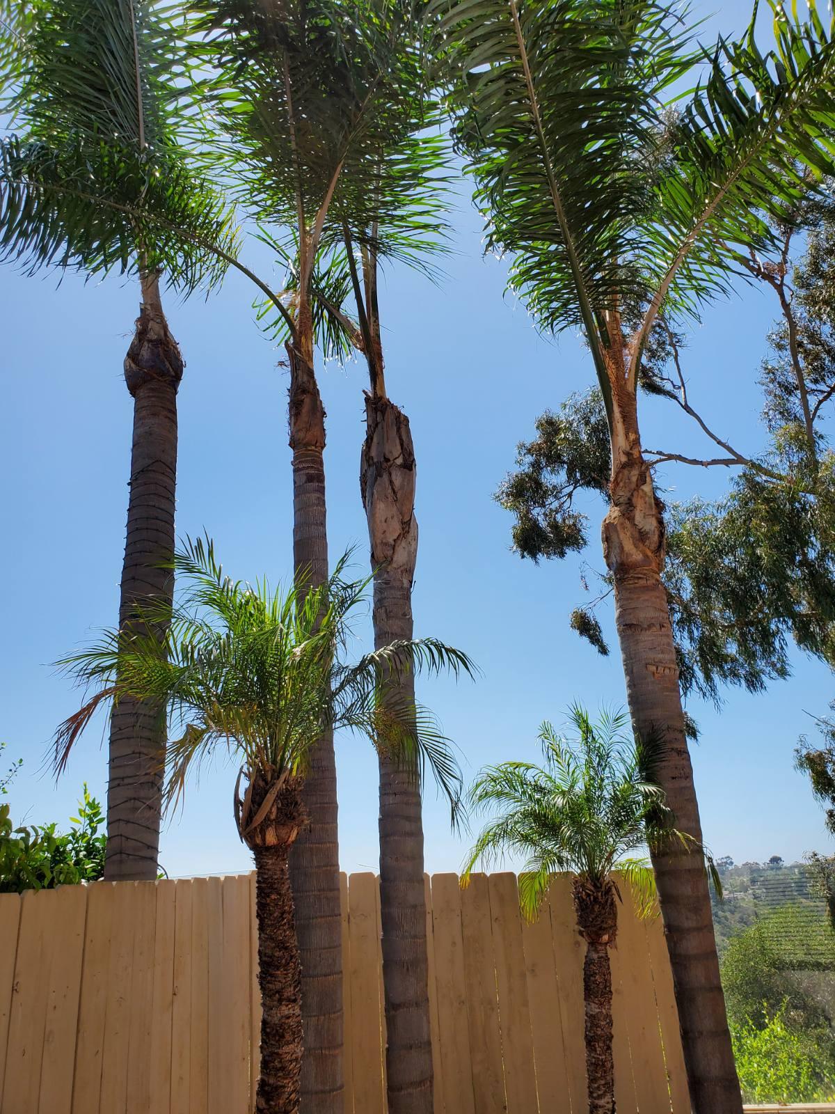 Tree & Palm Tree Trimming Services-Antonio's Landscaping and Tree Services 