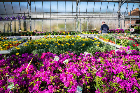 Images Azienda Agricola Florovivaista Toscogarden