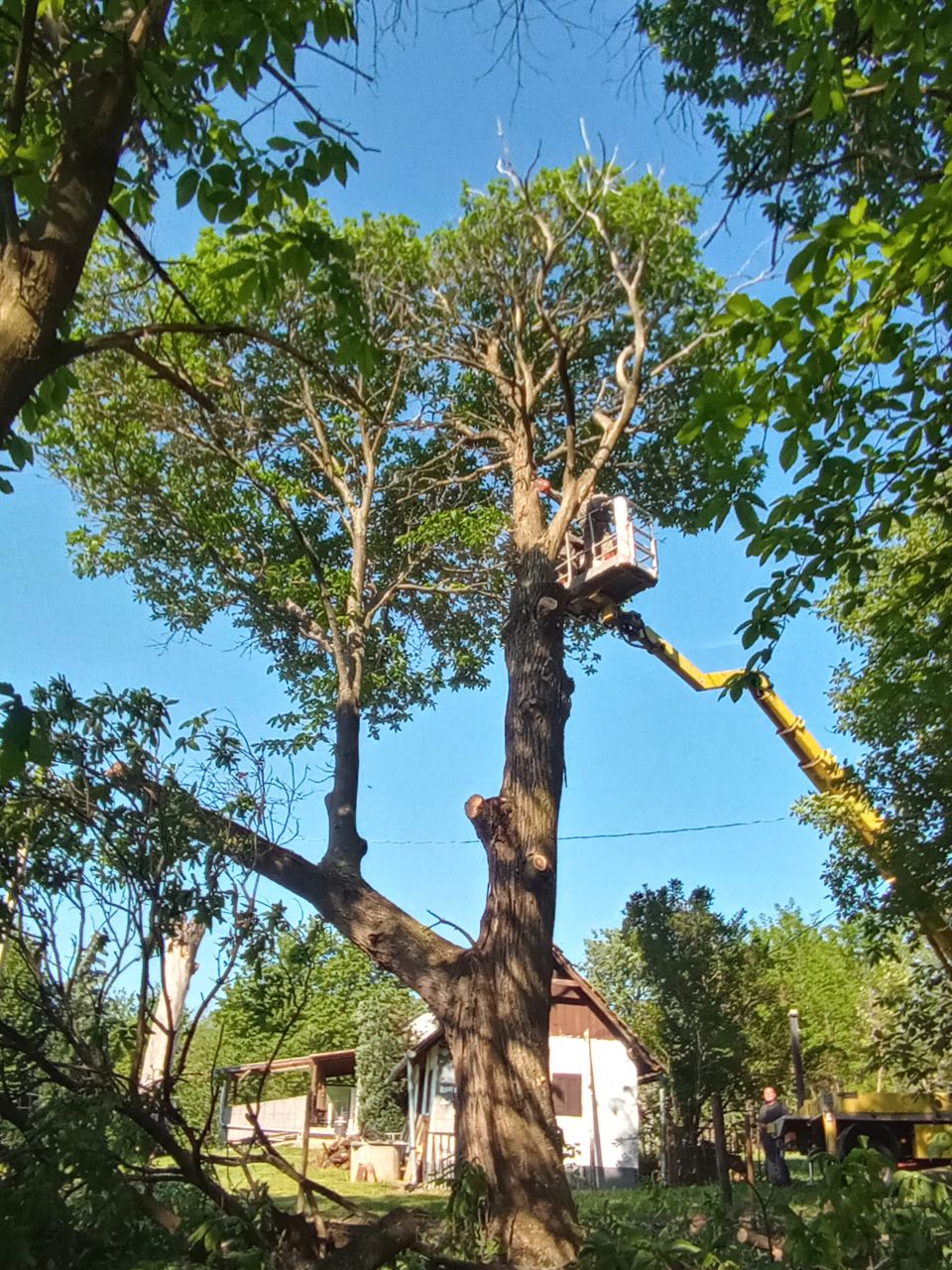 Images Veszélyes fák kivágása,Emelőkosaras daruzás,Fakitermelés - Megyes Ernő