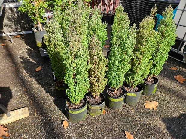 Images A.J.'s Evergreen Nursery, LLC