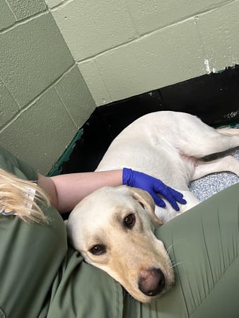 Images VCA Preston Park Animal Hospital