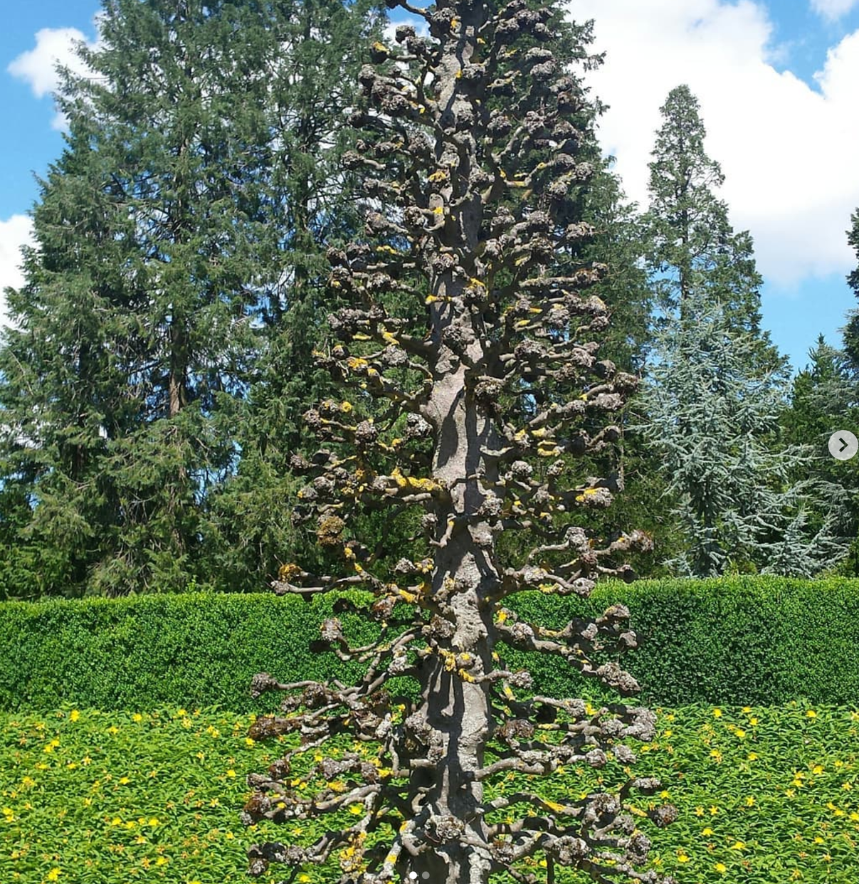 Baumpflege-Gallusser, Bergstrasse 3 in Hinteregg