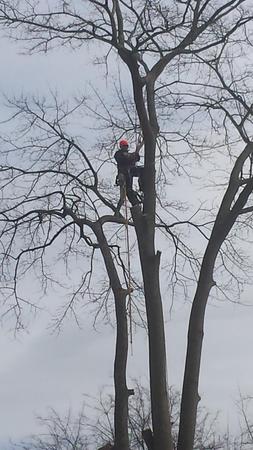 Images Zamora Tree Service