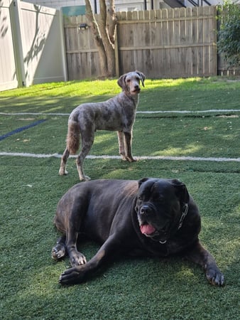 Images Wag Watchers DayCare & Spa