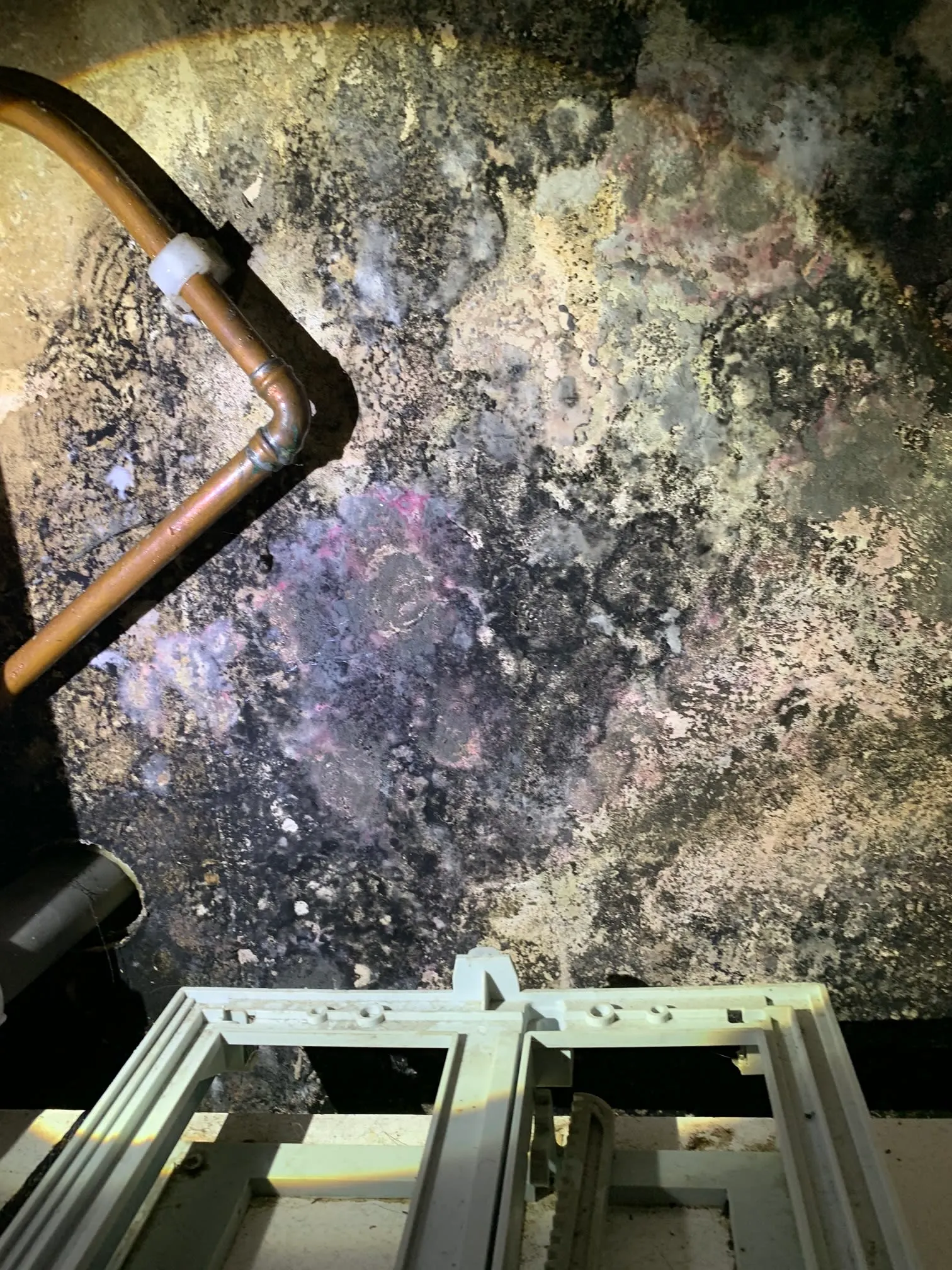 Images Damp Detectives