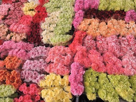 Images Viglietti Sergio - Export Fiori