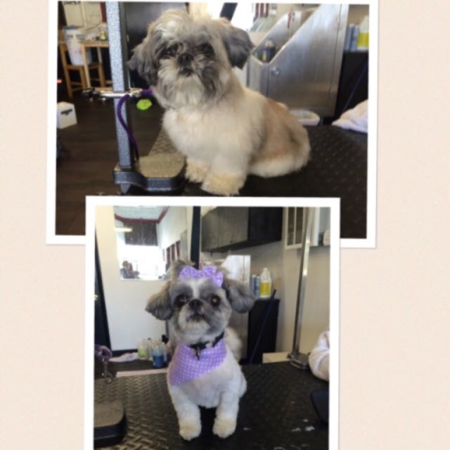 Little Bella the Shihtzu before and after 