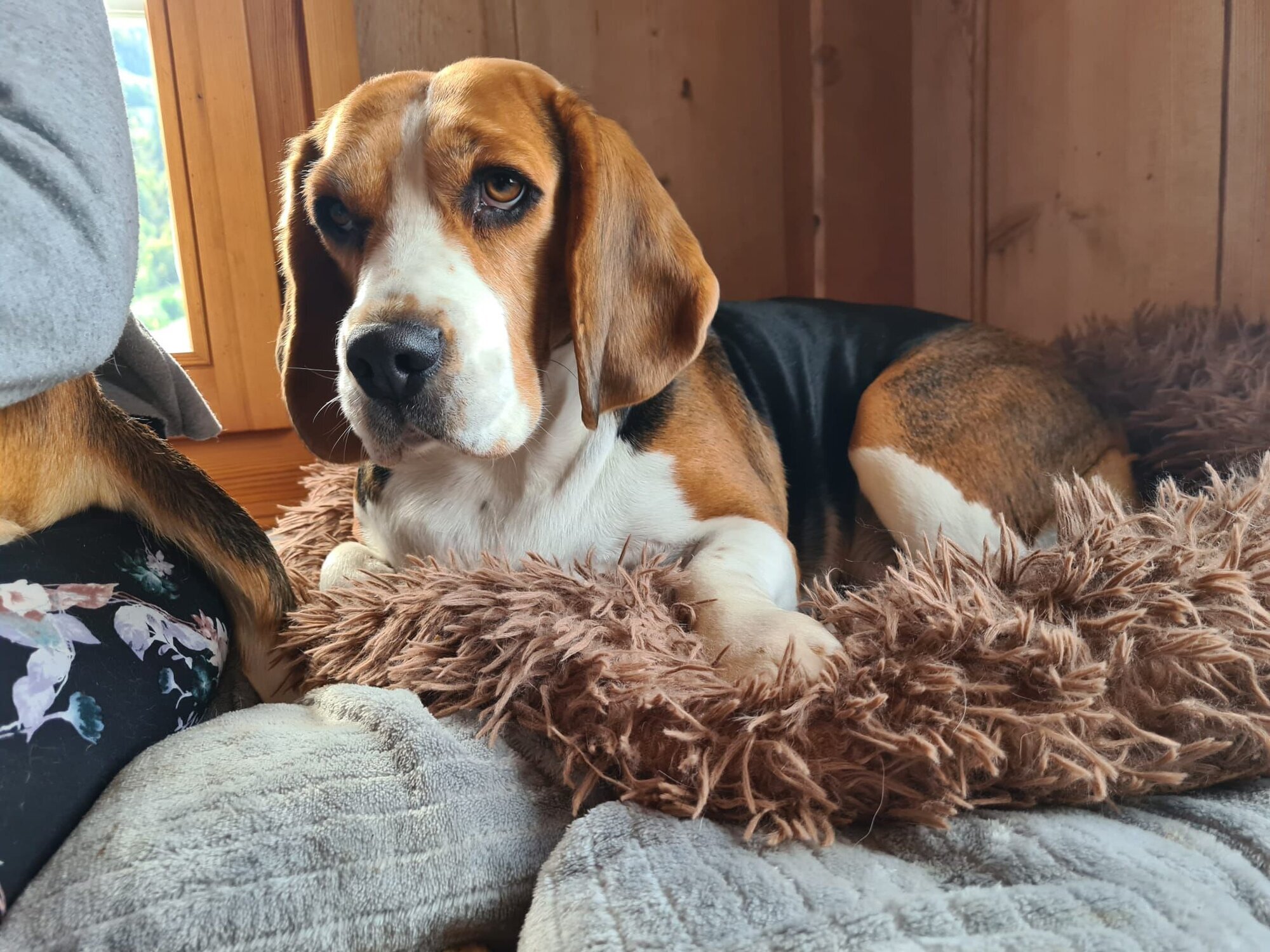 Bilder Beagleszucht Appenzell