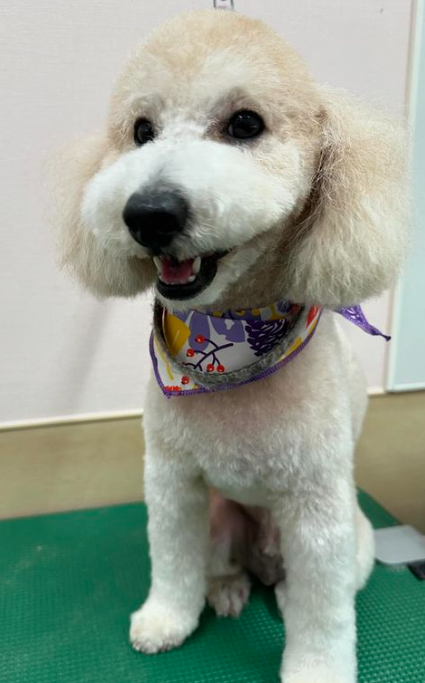 Images 埼大通りどうぶつ病院