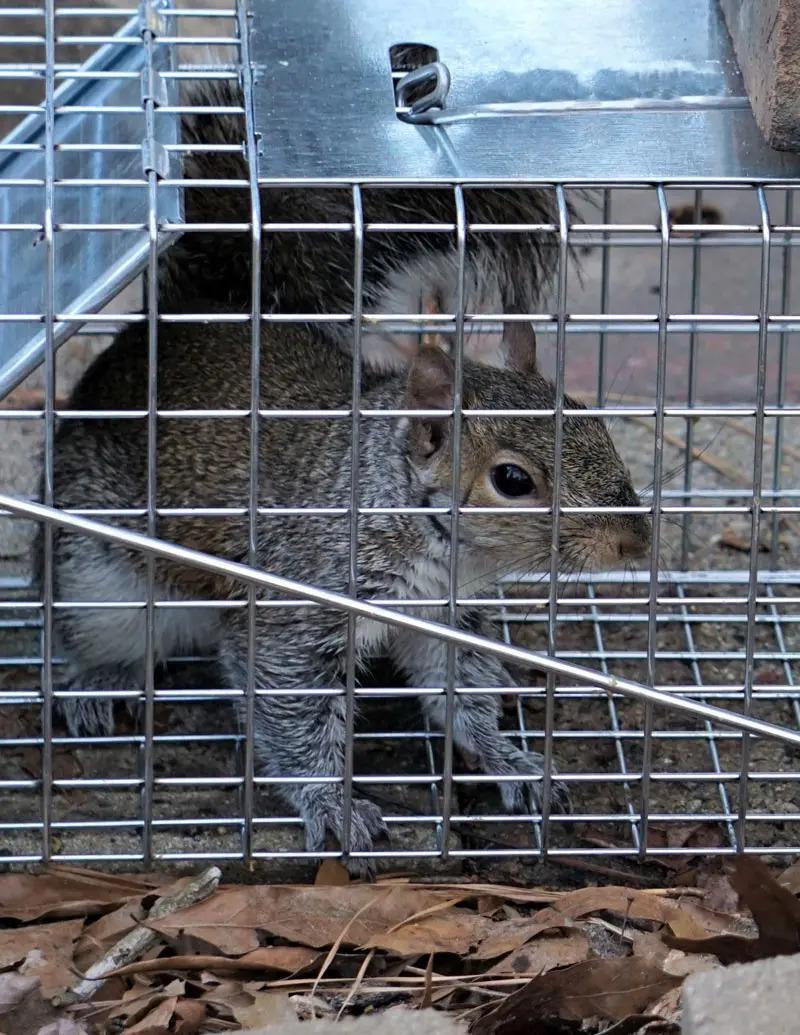 Humane Squirrel Trapping