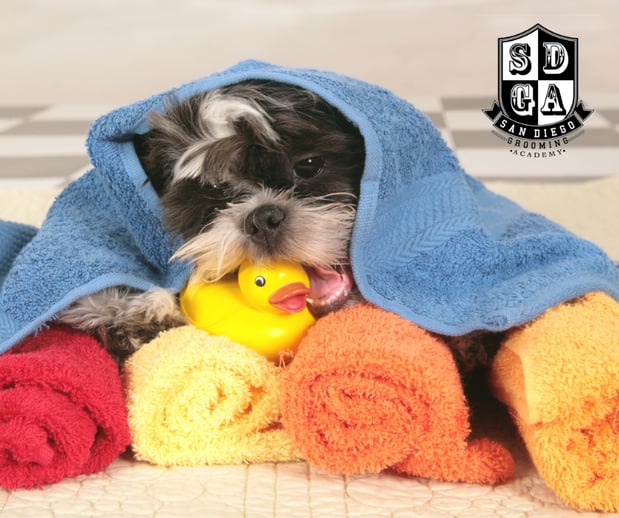Images San Diego Grooming Academy
