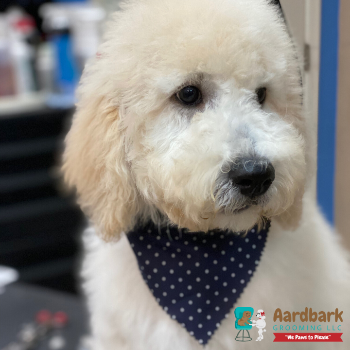 Aardbark Grooming Photo