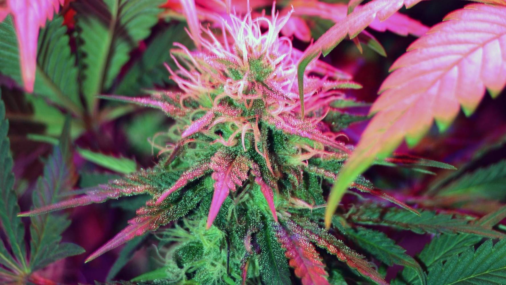 Star Buds DU Recreational Marijuana Dispensary at E Evans Ave