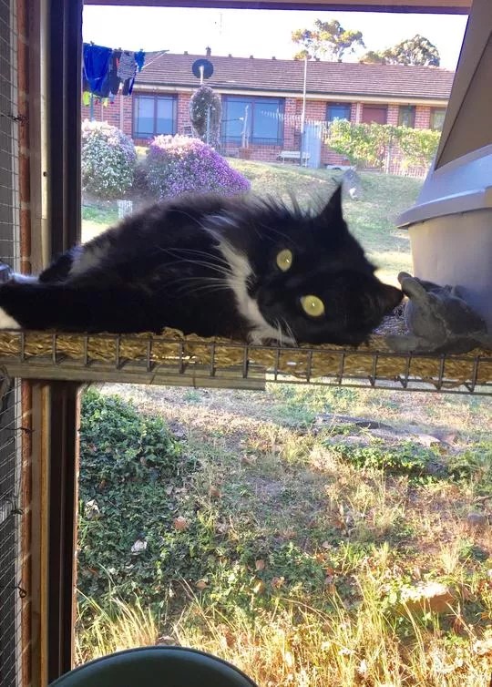 Images Glenhaven Boarding Cattery