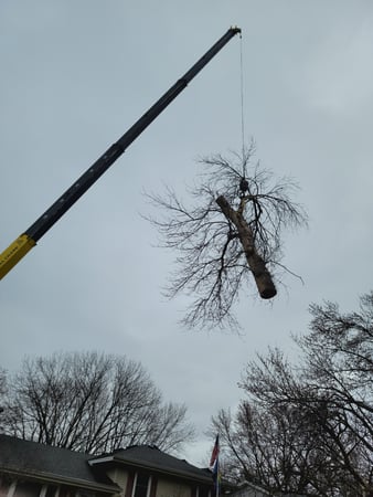 Images Enchanted Forests Inc