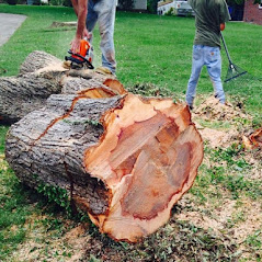 Need an emergency tree service? Call now!