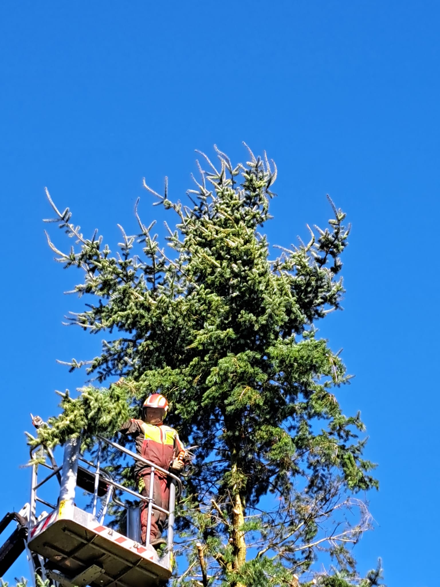 Bild 2 von Roman Mader Der Baummader