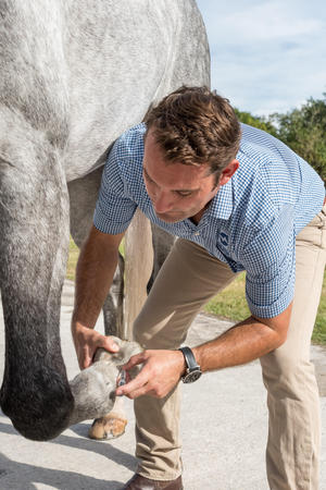 Images Palm Beach Equine Clinic