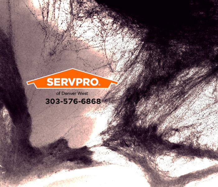 Do you know that SERVPRO® of Denver West has the training, equipment, and experience to provide every service required to complete a fire damage restoration from the initial cleanup to the final restoration? Please read our latest blog here to learn about our fire damage services.