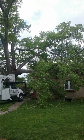 Images East TN Tree Service