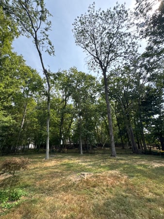 Images Tree Masters of Tennessee
