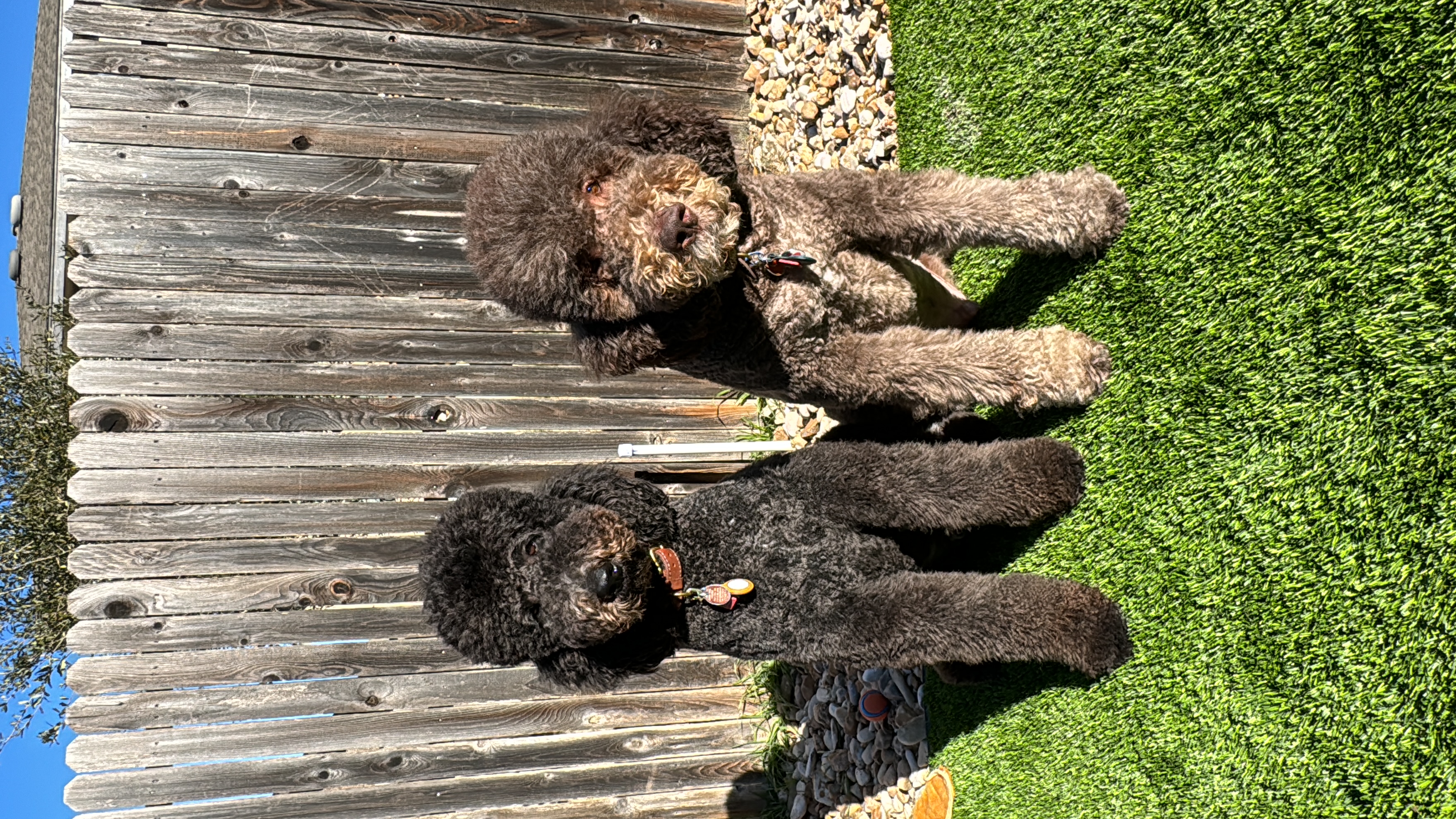 Doodle Me This Kingston and Hamilton LLC Image