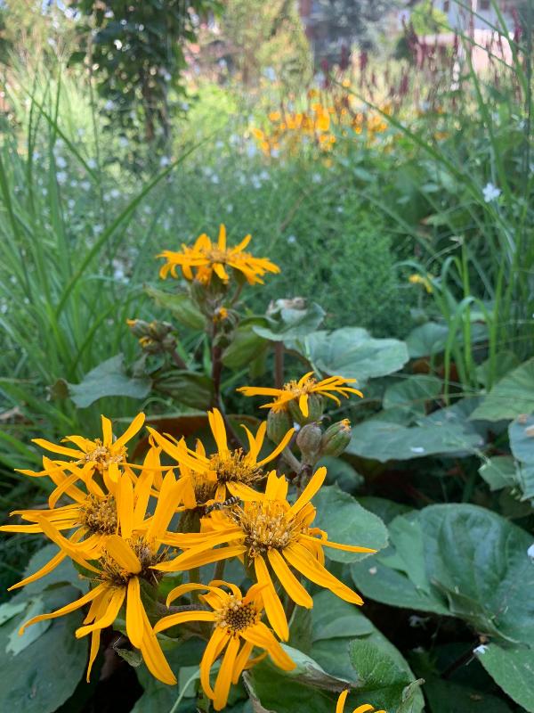 Images Gardening 9010