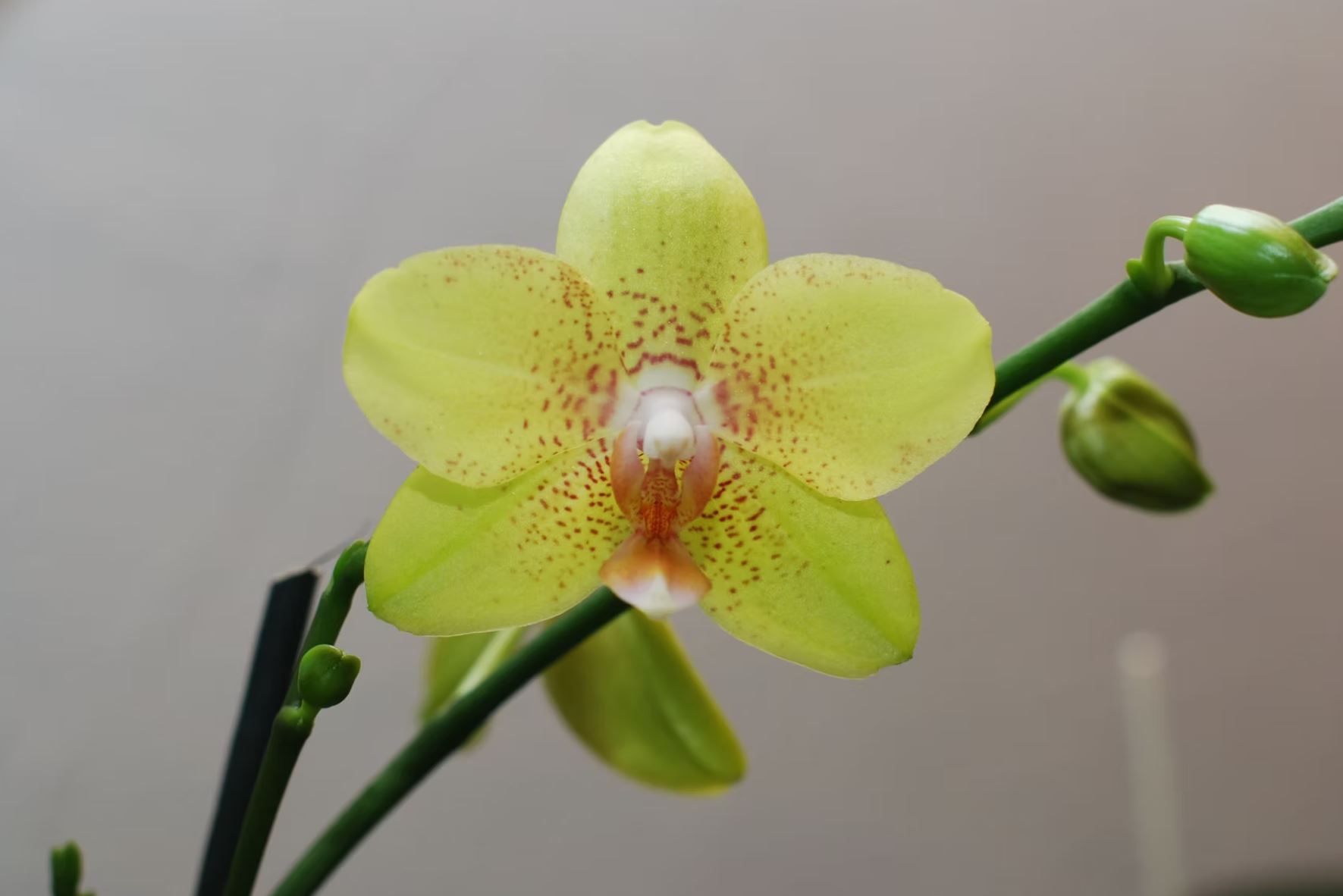 Bilder Bullo Luca Fiori