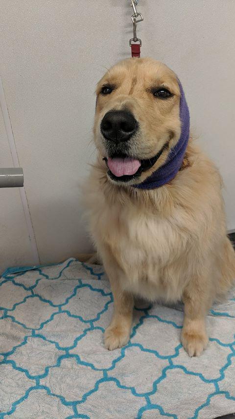 Telma's Pet Grooming