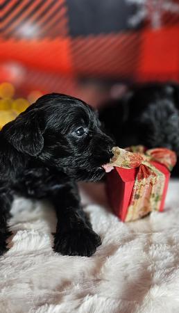 Images A'Lord Miniature Schnauzer