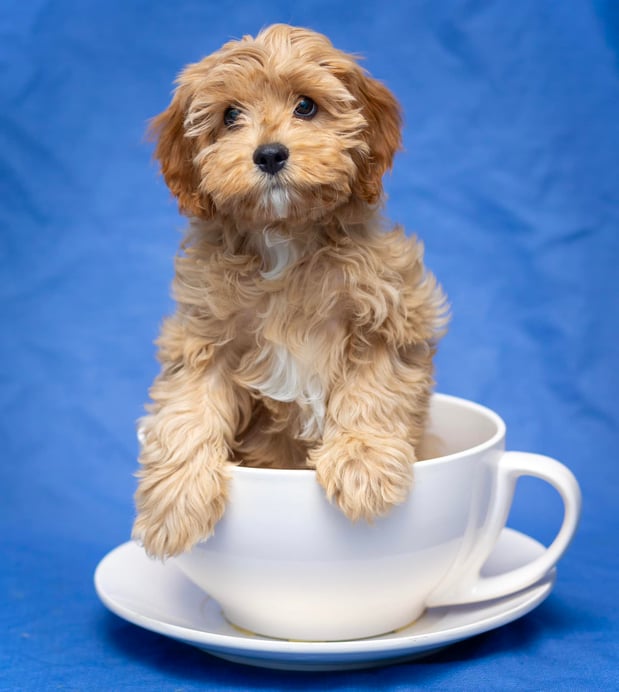 Images Pets First Veterinary Clinic