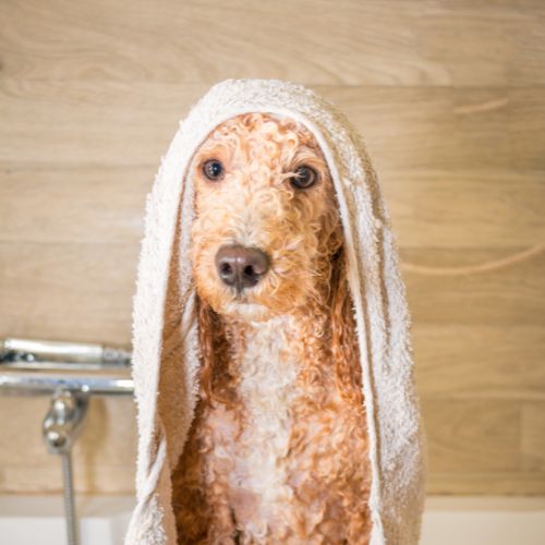 Images Shear Pawfection