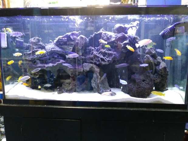 Images Greentree Pet Center