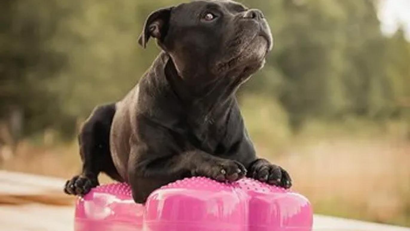 Images Del Mar Dogs - Hundarena