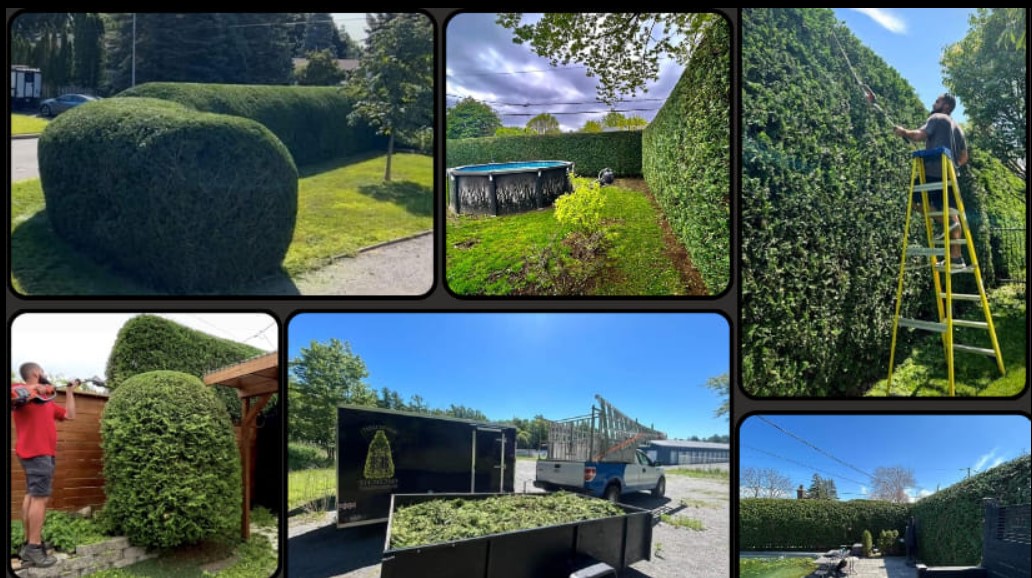 Images Taille de haie EB - Entretien de haie Saint-Hyacinthe