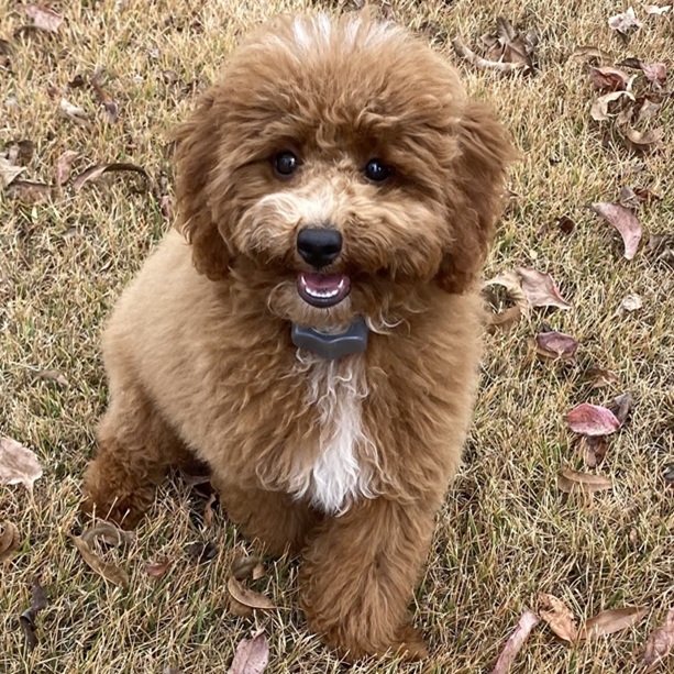 New Invisible Fence® dog user in Central Alabama