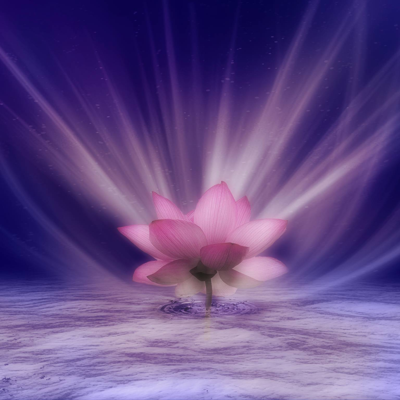 Happy Healthy Wholly Homes