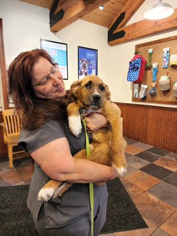 Images VCA Old Trail Animal Hospital