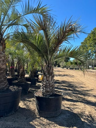 Images Rosehill Palms Landscaping & Garden Center
