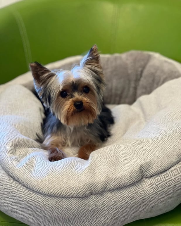 Images Pamper Your Pet II