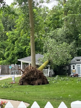 Images Spears Tree Experts Inc.