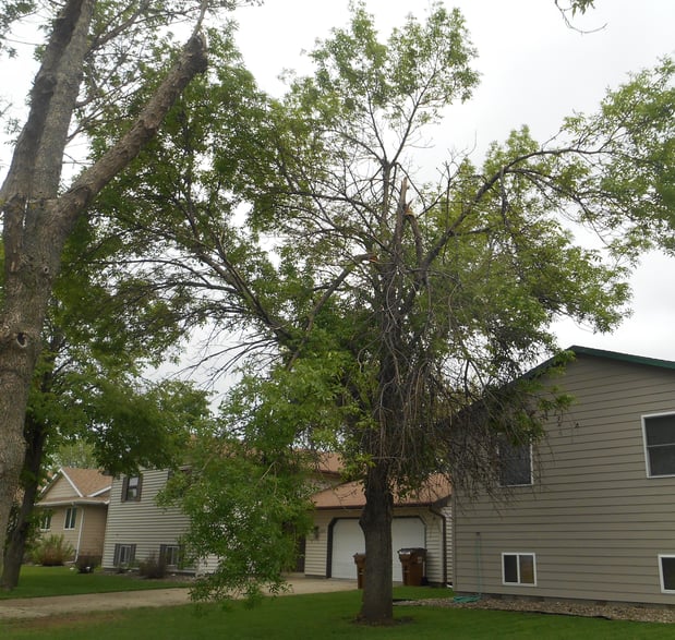 Images Wellman Tree Service