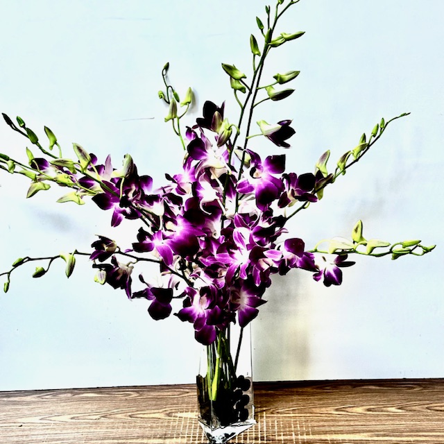Images Jane's Roses & Flowers