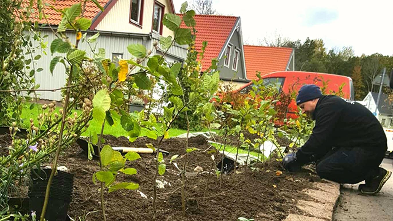 Images Rokvists Trädgårdsservice AB