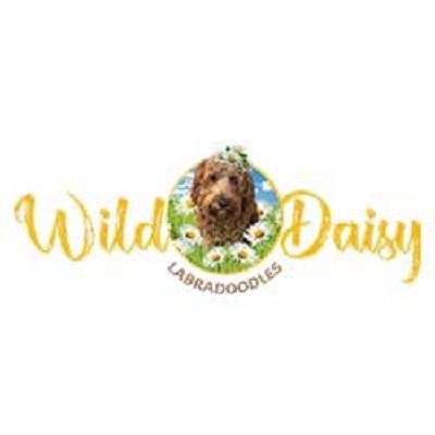 Wild Daisy Labradoodles Logo