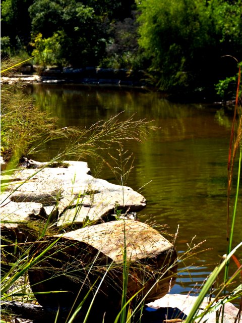 Canyon creek coupons